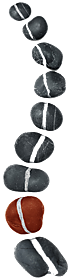 Wirbelsule